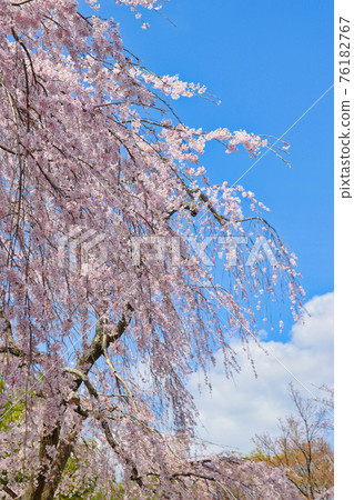 Weeping cherry blossoms at Tenryu-ji Temple in Kyoto Weeping cherry blossoms at Tenryu-ji Temple in Kyoto 76182767