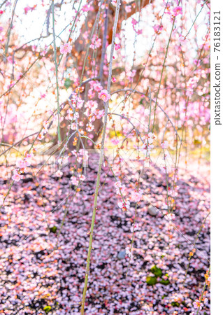 鈴鹿森林花園梅花 鈴鹿森林花園梅花 76183121