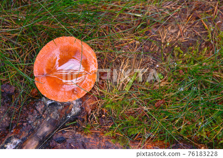 toadstool grebe fungus dabchick in wet forest toadstool grebe fungus dabchick in wet forest 76183228