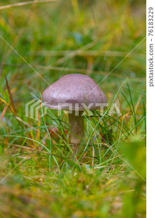 toadstool grebe fungus dabchick in wet forest toadstool grebe fungus dabchick in wet forest 76183229