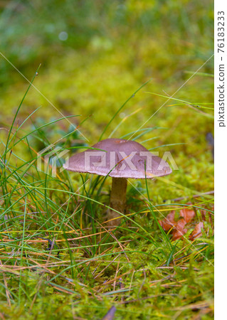 toadstool grebe fungus dabchick in wet forest 76183233
