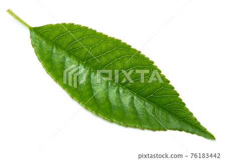 Green cherry tree leaf Isolated on a white background Green cherry tree leaf Isolated on a white background 76183442