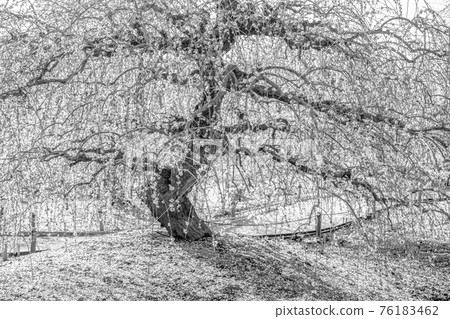 【棕褐色】鈴鹿森林花園梅花 【棕褐色】鈴鹿森林花園梅花 76183462