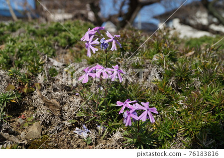 Moss phlox and bees 76183816