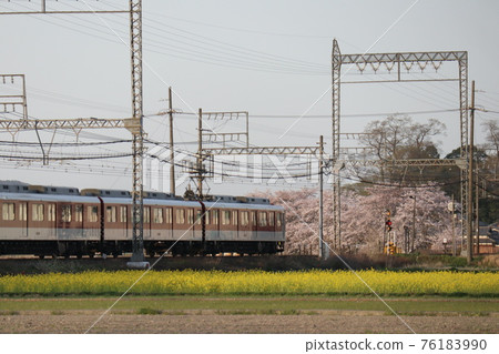 Train, cherry blossoms and rape blossoms 76183990