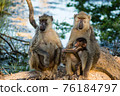 Baby chacma baboon (Papio ursinus) sits on its mother's 76184797