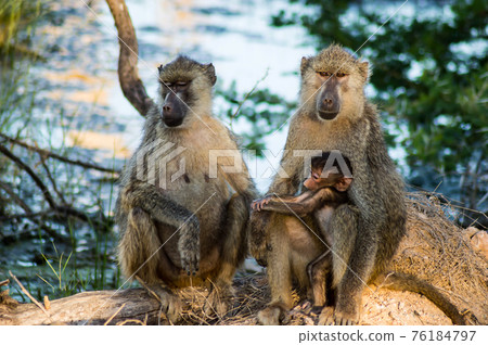 Baby chacma baboon (Papio ursinus) sits on its mother's Baby chacma baboon (Papio ursinus) sits on its mother's 76184797