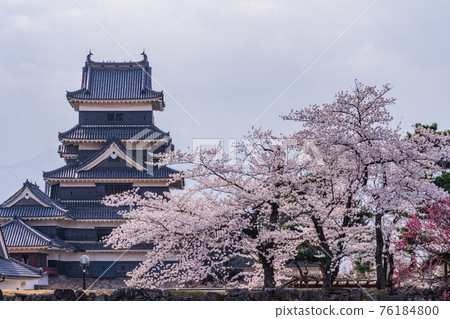 （長野縣）從二之丸宮遺址看到的松本城櫻花季 76184800