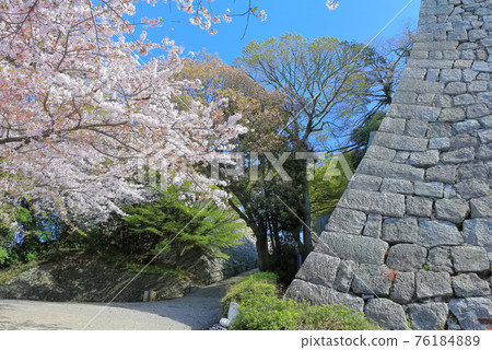 [Kagawa Prefecture] Marugame Castle in spring when cherry blossoms bloom (the best stone wall in Japan) 76184889