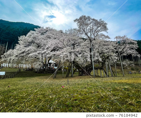 岐阜縣本棲市的臼杵公園的臼杵櫻花盛開 76184942
