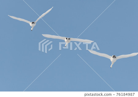 Swan cross 76184987