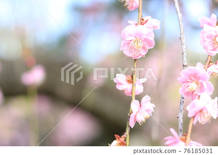 春天來了 76185031
