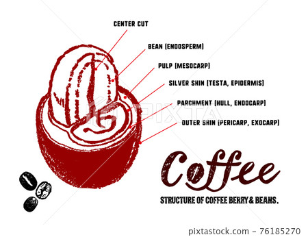咖啡櫻桃和咖啡豆的結構圖。內容插圖。 76185270
