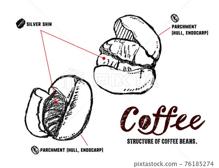 Illustration of the structure of coffee beans. Illustration of parchment and silver skin Illustration of the structure of coffee beans. Illustration of parchment and silver skin 76185274