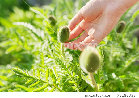 Green spring background, woman's hand with green poppy flower buds Green spring background, woman's hand with green poppy flower buds 76185353