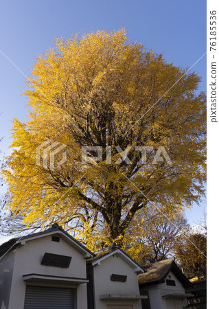 A large ginkgo tree with yellow autumn leaves A large ginkgo tree with yellow autumn leaves 76185536