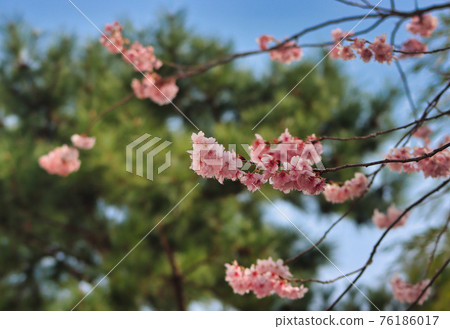 Cheery blossom blooming in Baehwa School in Busan, South Korea, Asia Cheery blossom blooming in Baehwa School in Busan, South Korea, Asia 76186017