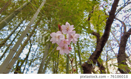 Cheery blossom blooming in Baehwa School in Busan, South Korea, Asia Cheery blossom blooming in Baehwa School in Busan, South Korea, Asia 76186018
