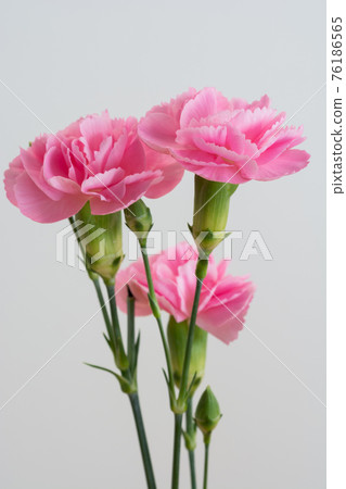 Pink carnation on white background 76186565