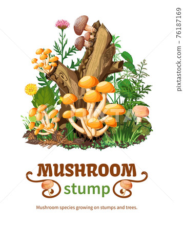 Wild Mushroom Species Growing On Stump 76187169