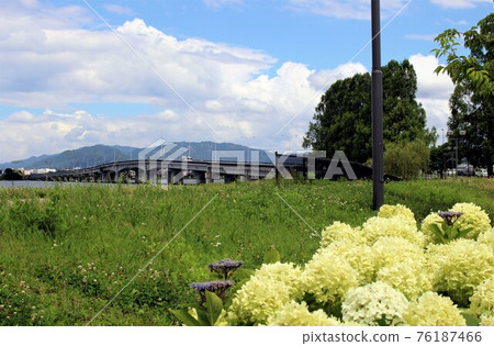 近江大橋和繡球花 近江大橋和繡球花 76187466