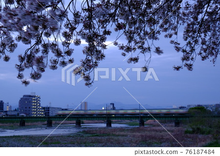 Evening cherry blossoms and Hachiko line Evening cherry blossoms and Hachiko line 76187484