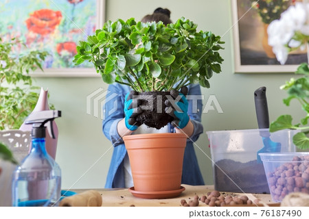 Woman transplanting Kalanchoe plant in larger pot using shovel and soil 76187490