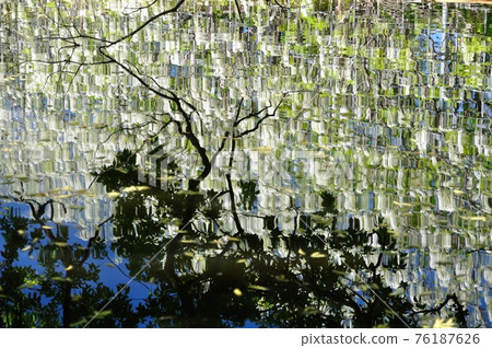 Wisteria Wisteria 76187626