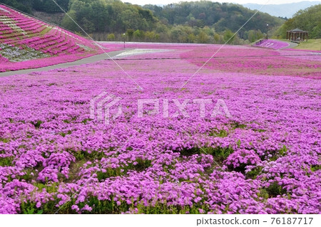 Moss phlox Moss phlox 76187717