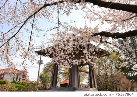 福文寺櫻花秋留野市 76187964