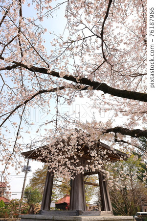 福文寺櫻花秋留野市 76187966