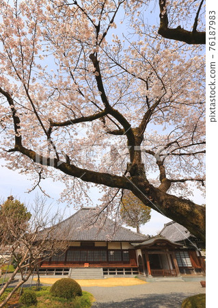 Sakura at Fumonji Temple Akiruno City Sakura at Fumonji Temple Akiruno City 76187983