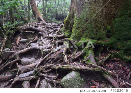 Jomon cedar course, Yakushima, Kagoshima Jomon cedar course, Yakushima, Kagoshima 76188046