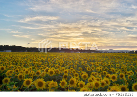 Sunset and sunflower field Sunset and sunflower field 76188155