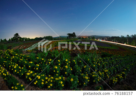 Flower field at night 76188157