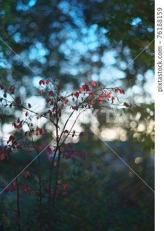 小花 小花 76188159