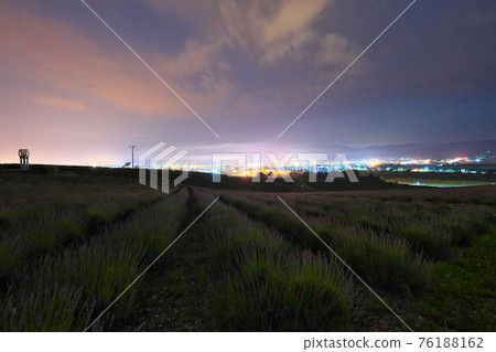 Lavender field at night Lavender field at night 76188162