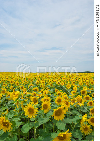 Sunflower field Sunflower field 76188171