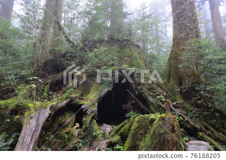 威爾遜的樹樁，繩紋杉球場，屋久島，鹿兒島 76188205