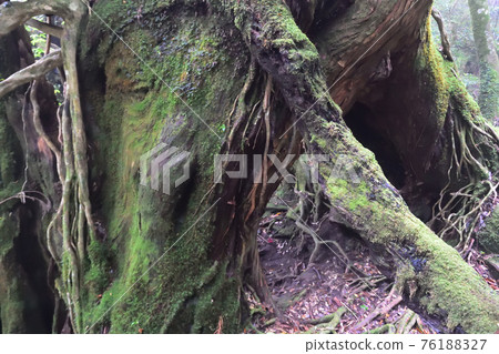 Jomon cedar course, Yakushima, Kagoshima 76188327