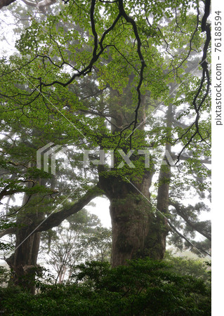 Daio cedar, Jomon cedar course, Yakushima, Kagoshima 76188594