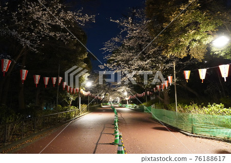A row of cherry blossom trees in Ueno Onshi Park, where banquets are prohibited due to the influence of the new coronavirus and traffic is restricted. 76188617