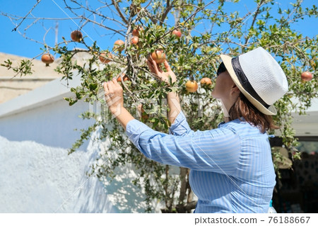 Woman with pomegranate fruits on a tree growing near the house Woman with pomegranate fruits on a tree growing near the house 76188667