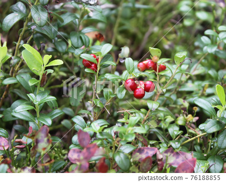 Forest red cranberry 76188855