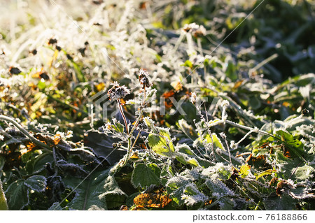 First frost in autumn park. Early morning in november. Wet branches in rime. First frost in autumn park. Early morning in november. Wet branches in rime. 76188866
