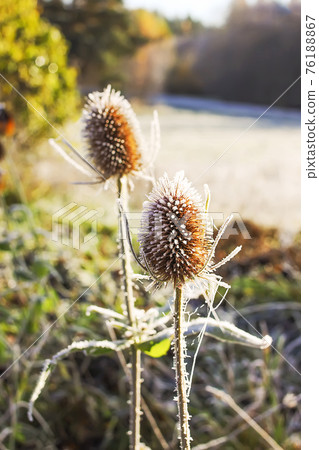 First frost in autumn park. Early morning in november. Wet branches in rime. 76188867