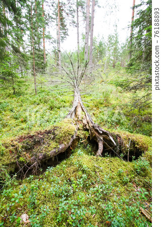 Uprooted trees after hurricane in a forest in East Europe Uprooted trees after hurricane in a forest in East Europe 76188893