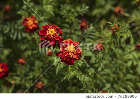 Beautiful colored flowers 76188900