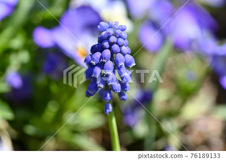 Muscari 76189133