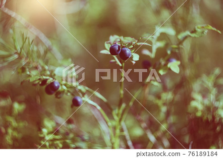Ripe fresh blueberry in summer forest. Ripe fresh blueberry in summer forest. 76189184